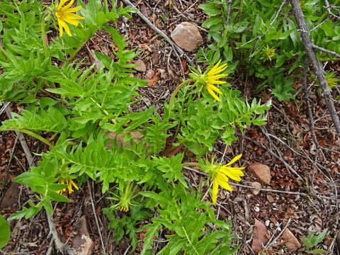 Image of cutleaf balsamroot