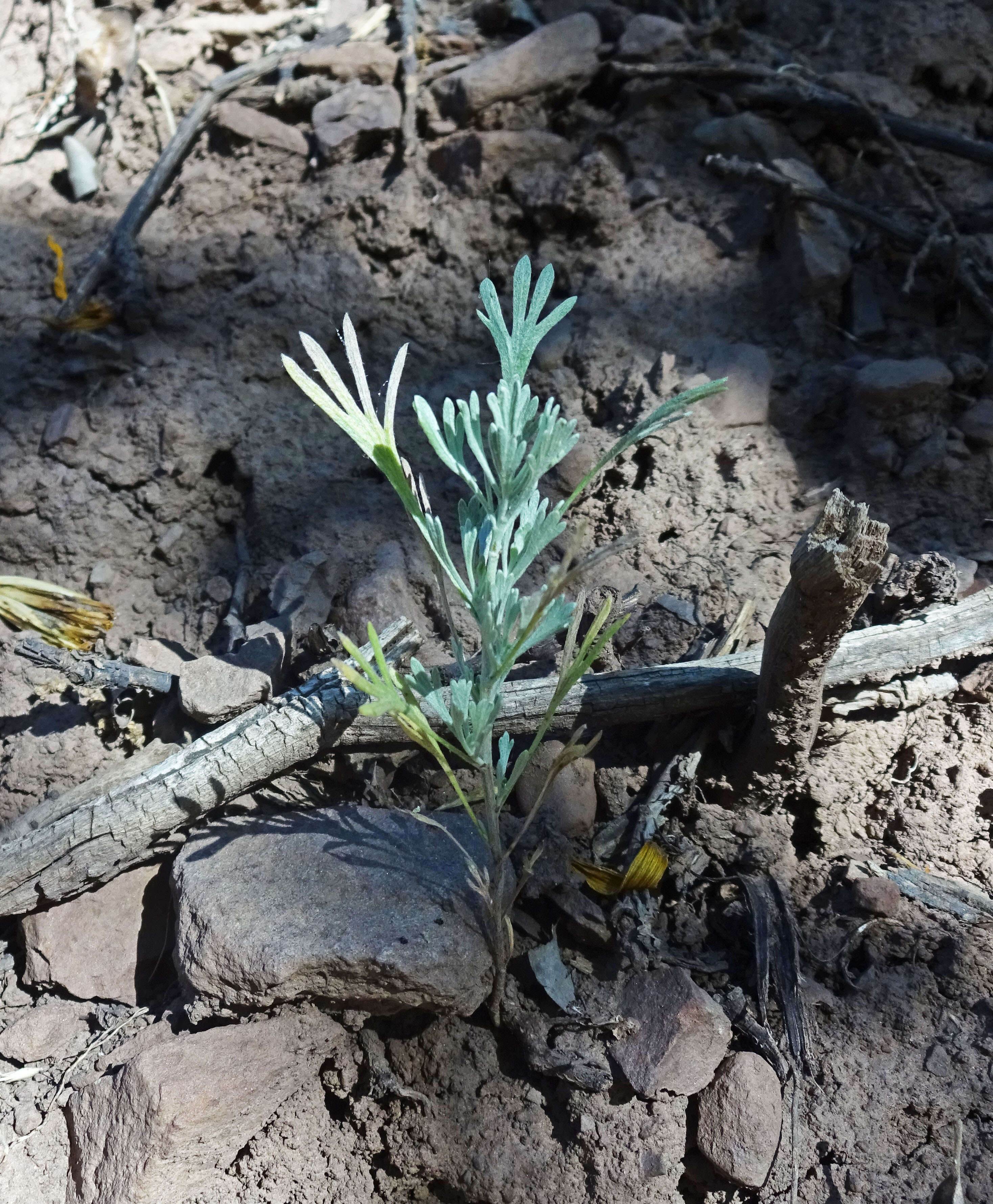 Imagem de Artemisia tridentata (Nutt.) W. A. Weber