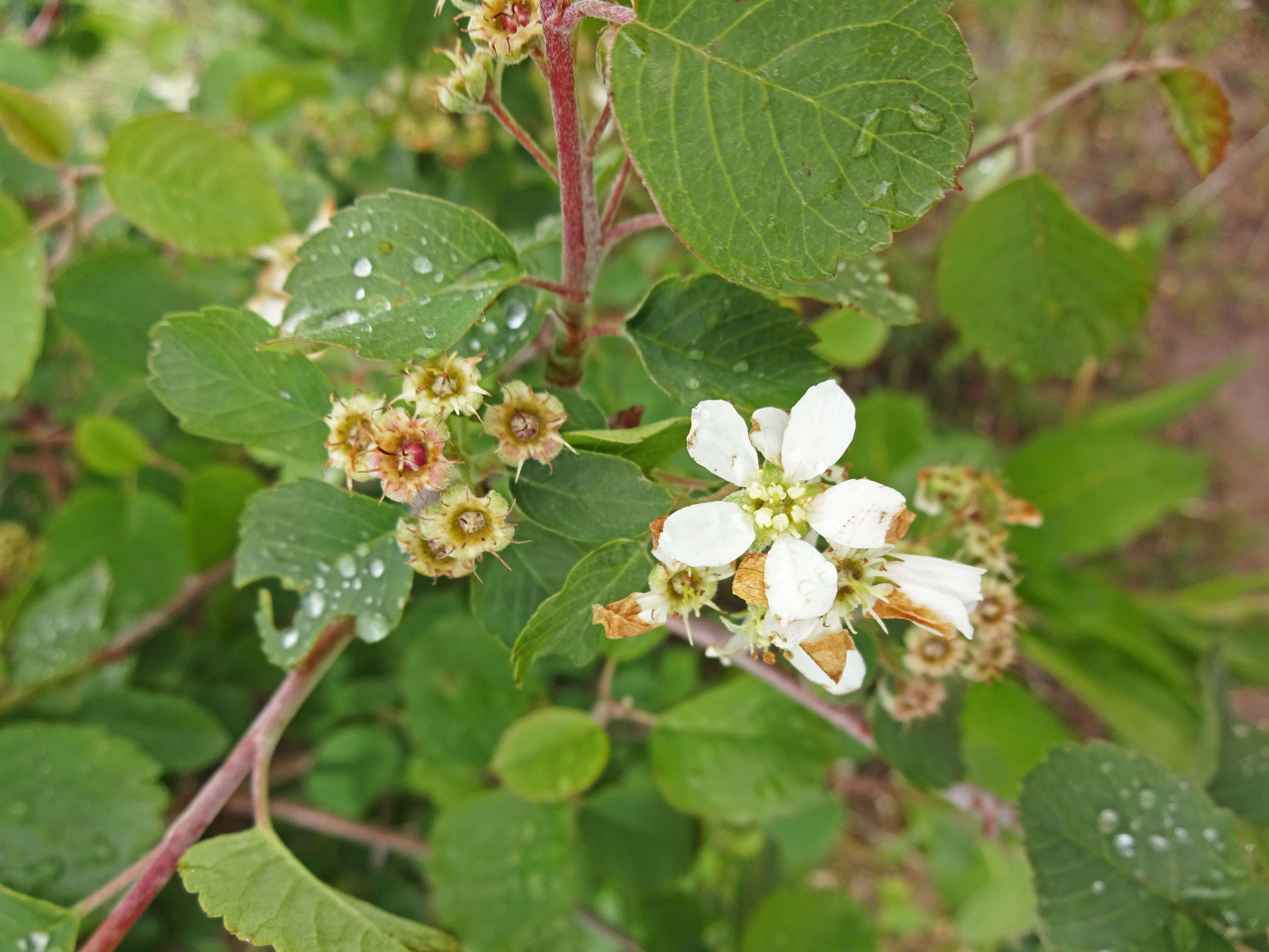 Image of Utah serviceberry