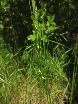 Image de Aegilops cylindrica Host