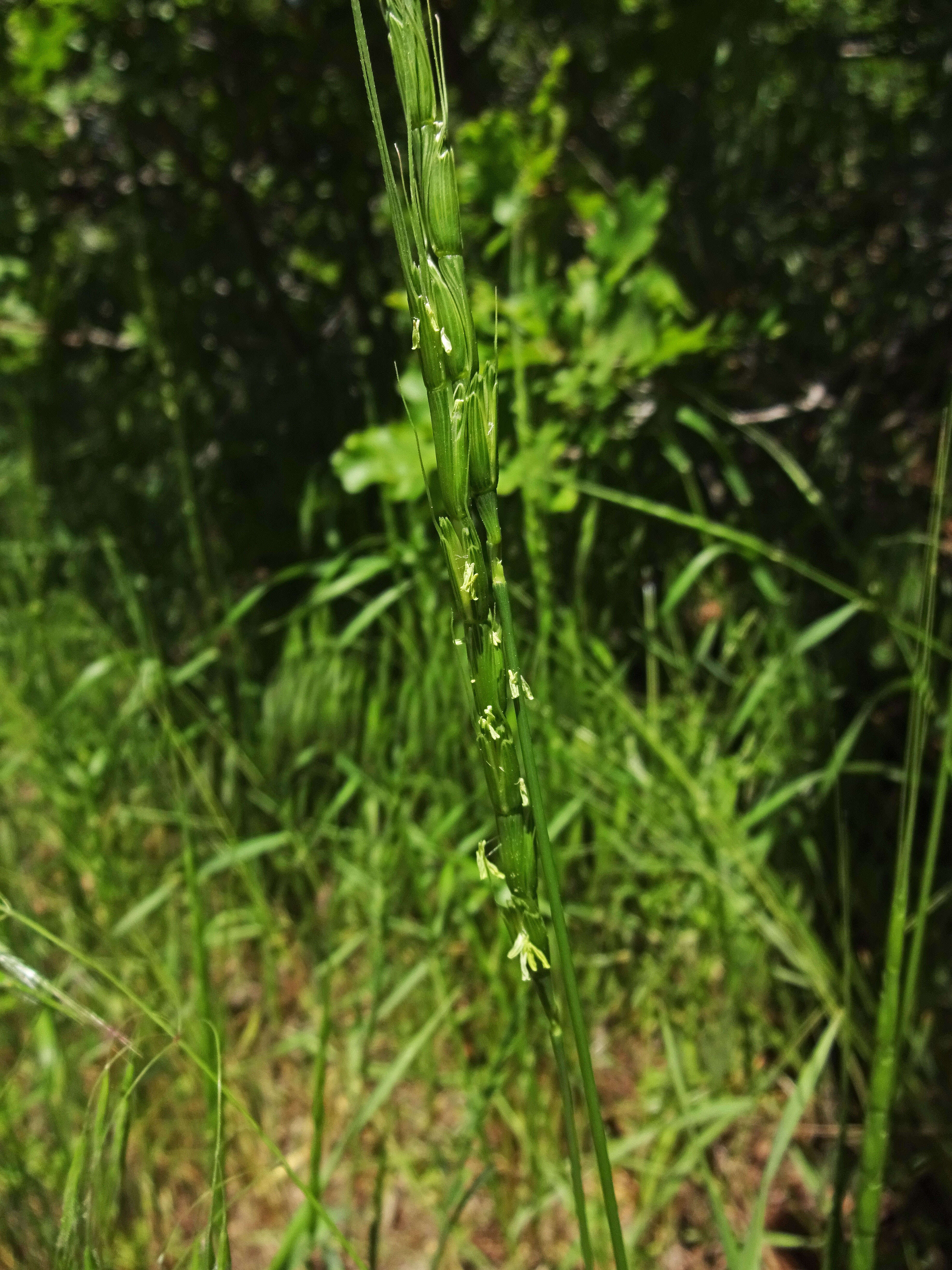 Plancia ëd Aegilops cylindrica Host