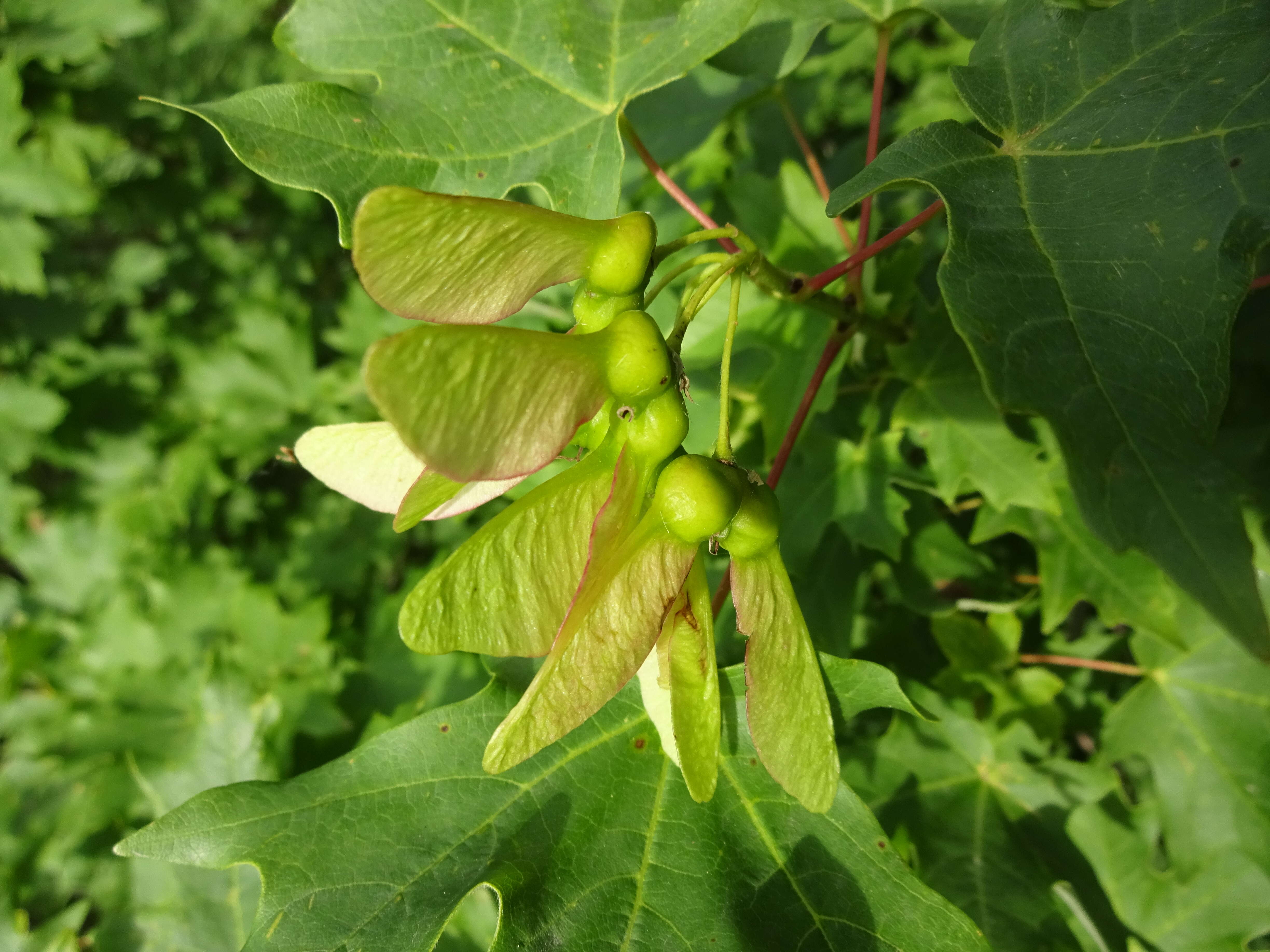 Imagem de Acer grandidentatum Nutt. ex Torr. & Gray