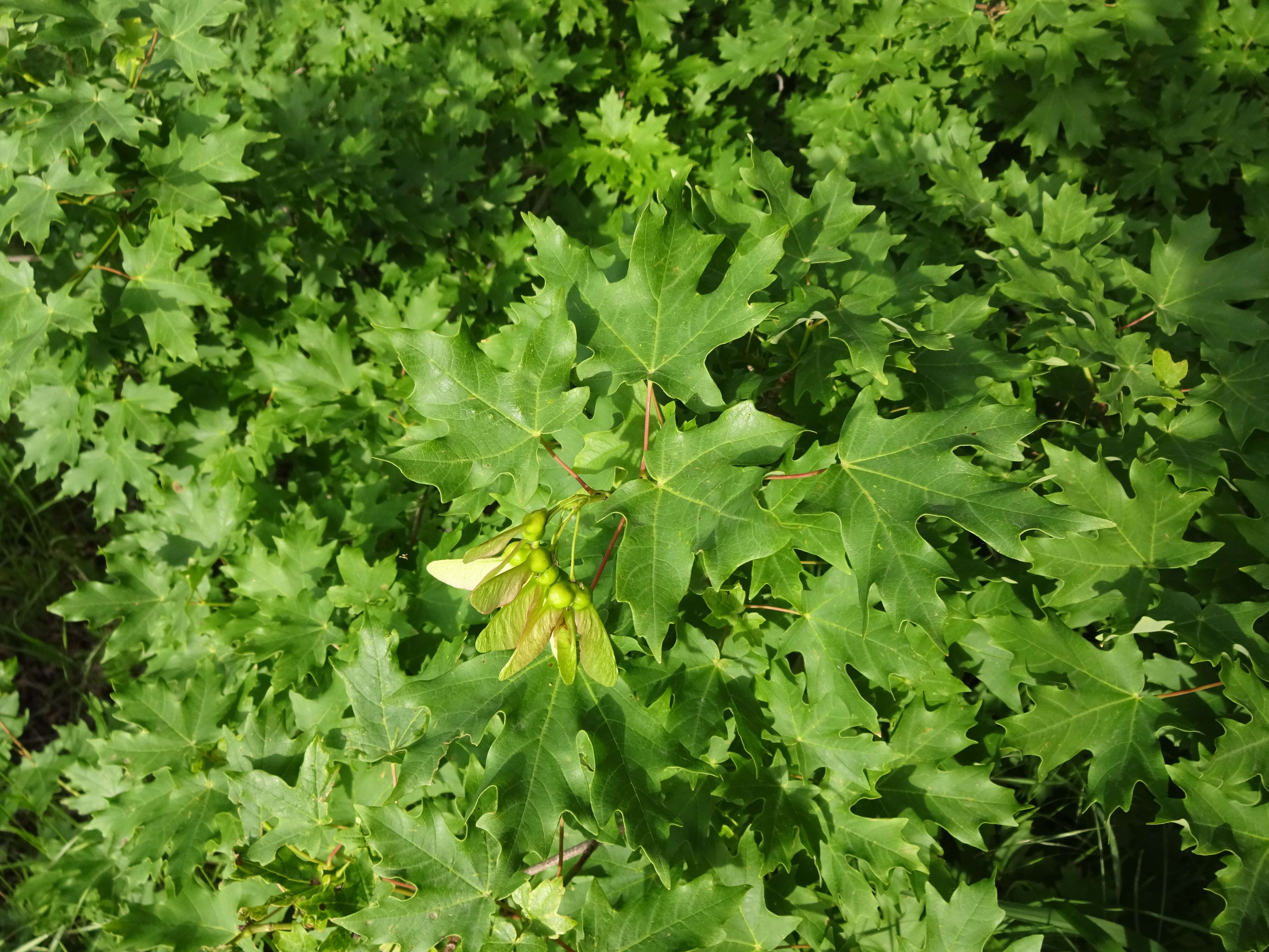 Image of Canyon Maple