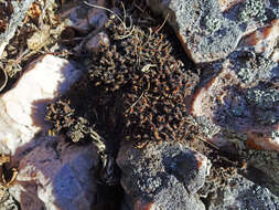 Image of great hairy screw-moss