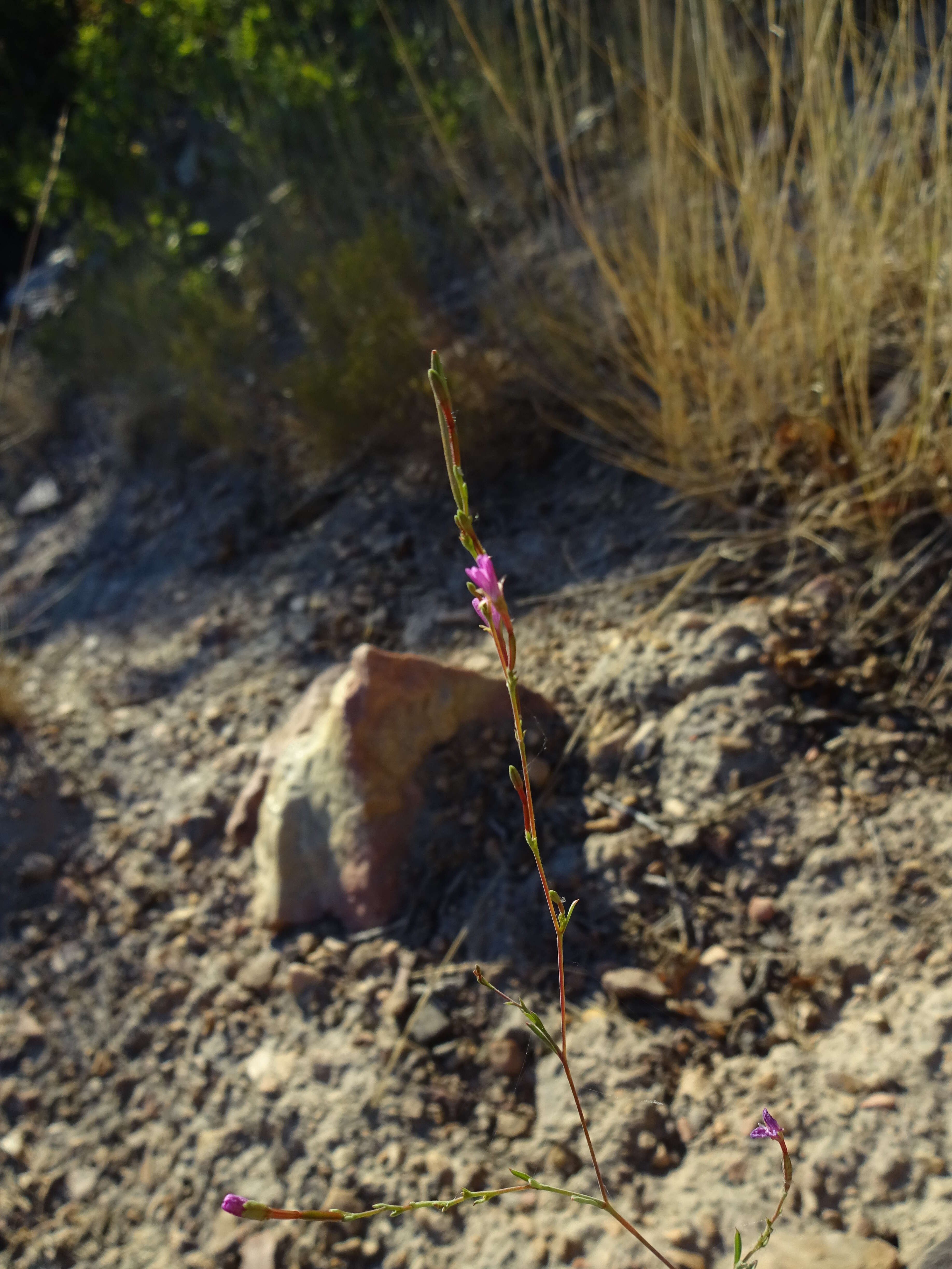 Image de Epilobium brachycarpum Presl