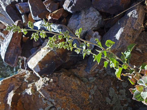 Image de Brickellia californica (Torr. & A. Gray) A. Gray