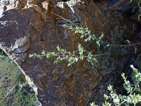 Image de Brickellia californica (Torr. & A. Gray) A. Gray