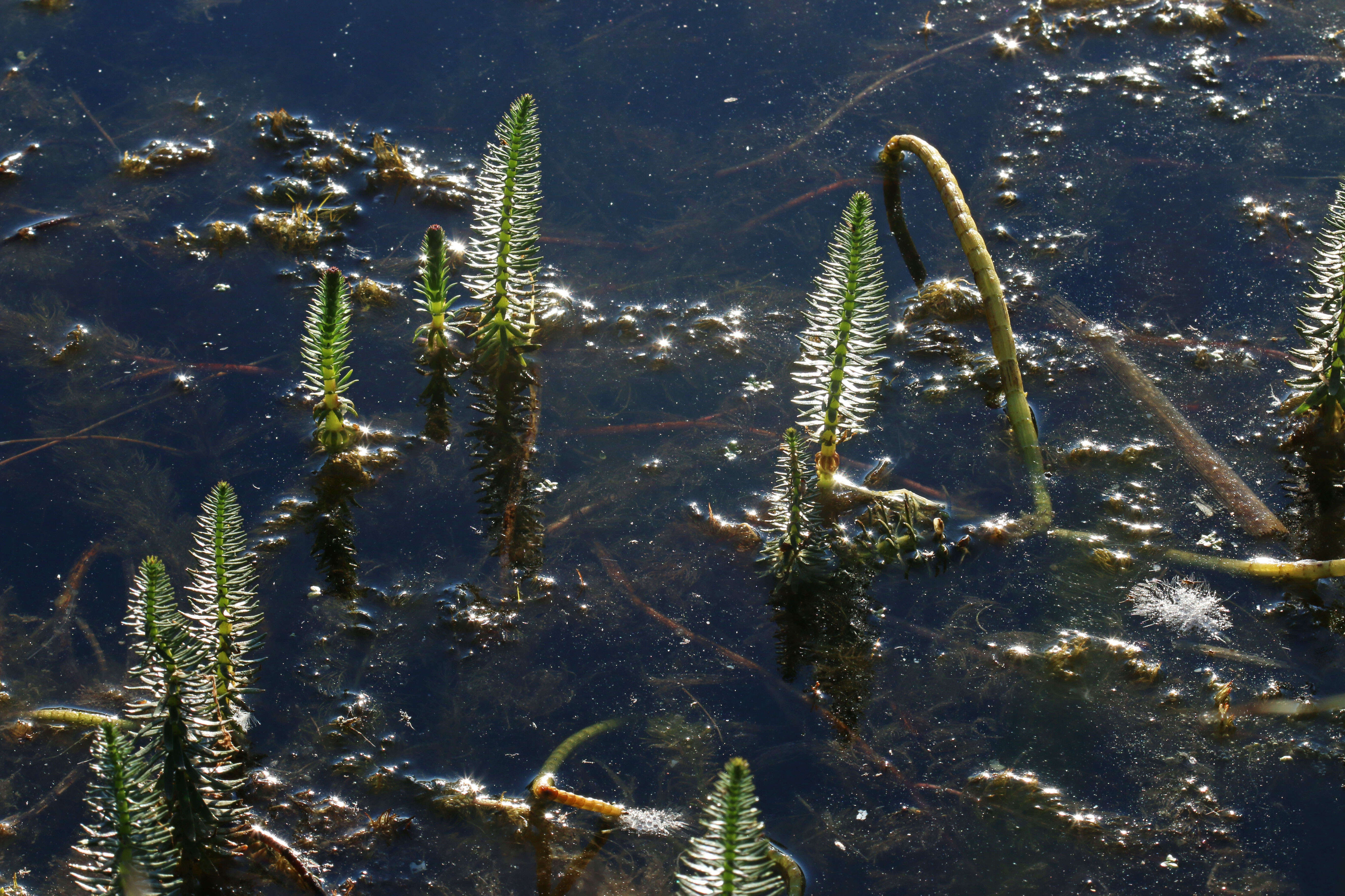 Image of Mare's Tail