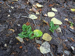 Image de Goodyérie à feuilles oblongues