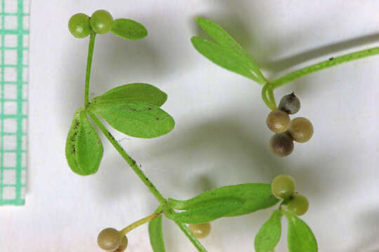 Image of three-petal bedstraw