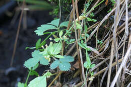 Image of three-petal bedstraw