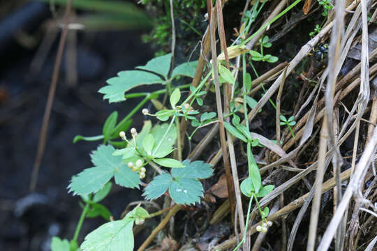 Image of three-petal bedstraw