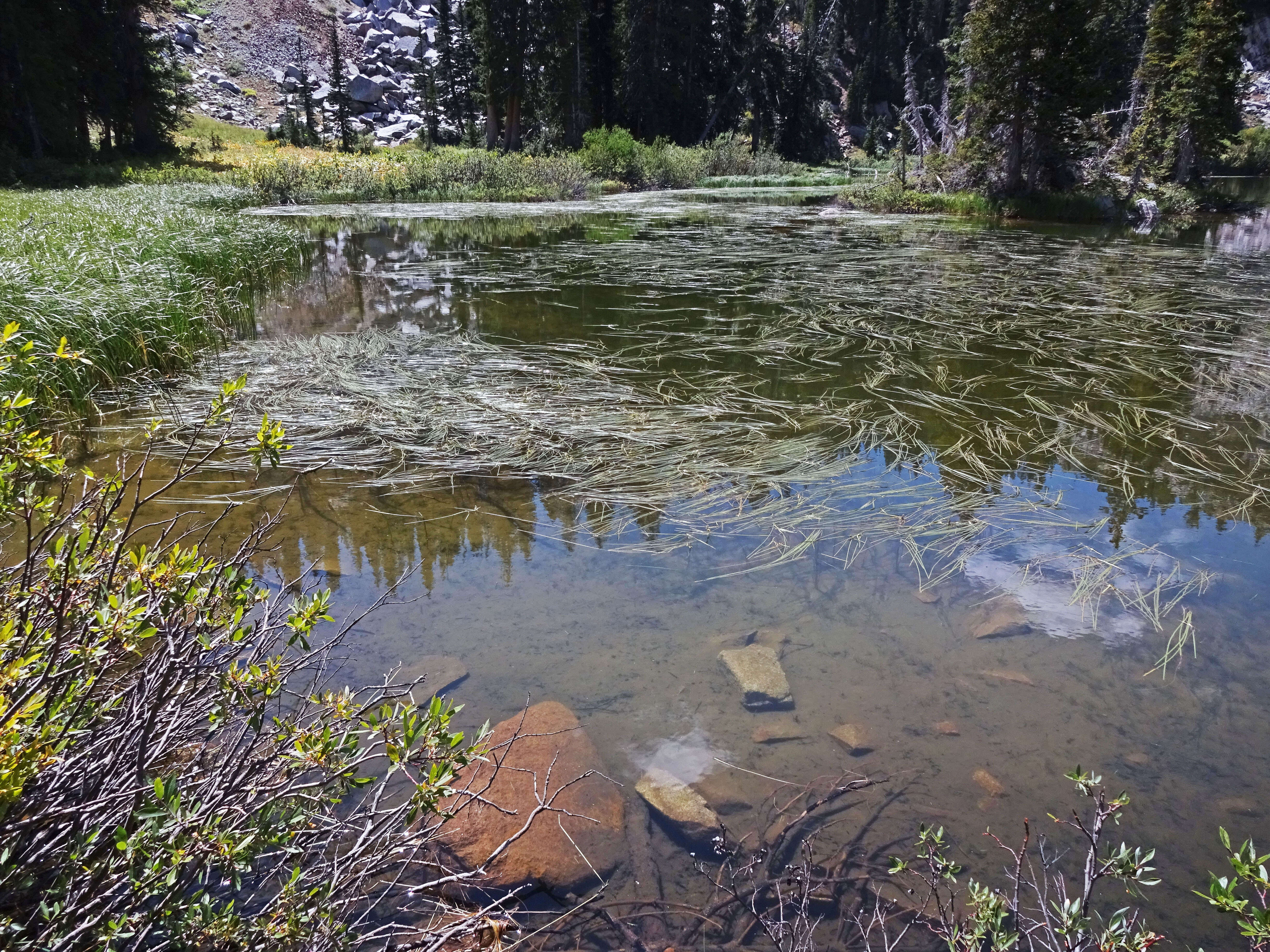 Image de Hérisson d’eau