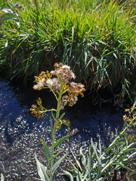 Image of water ragwort