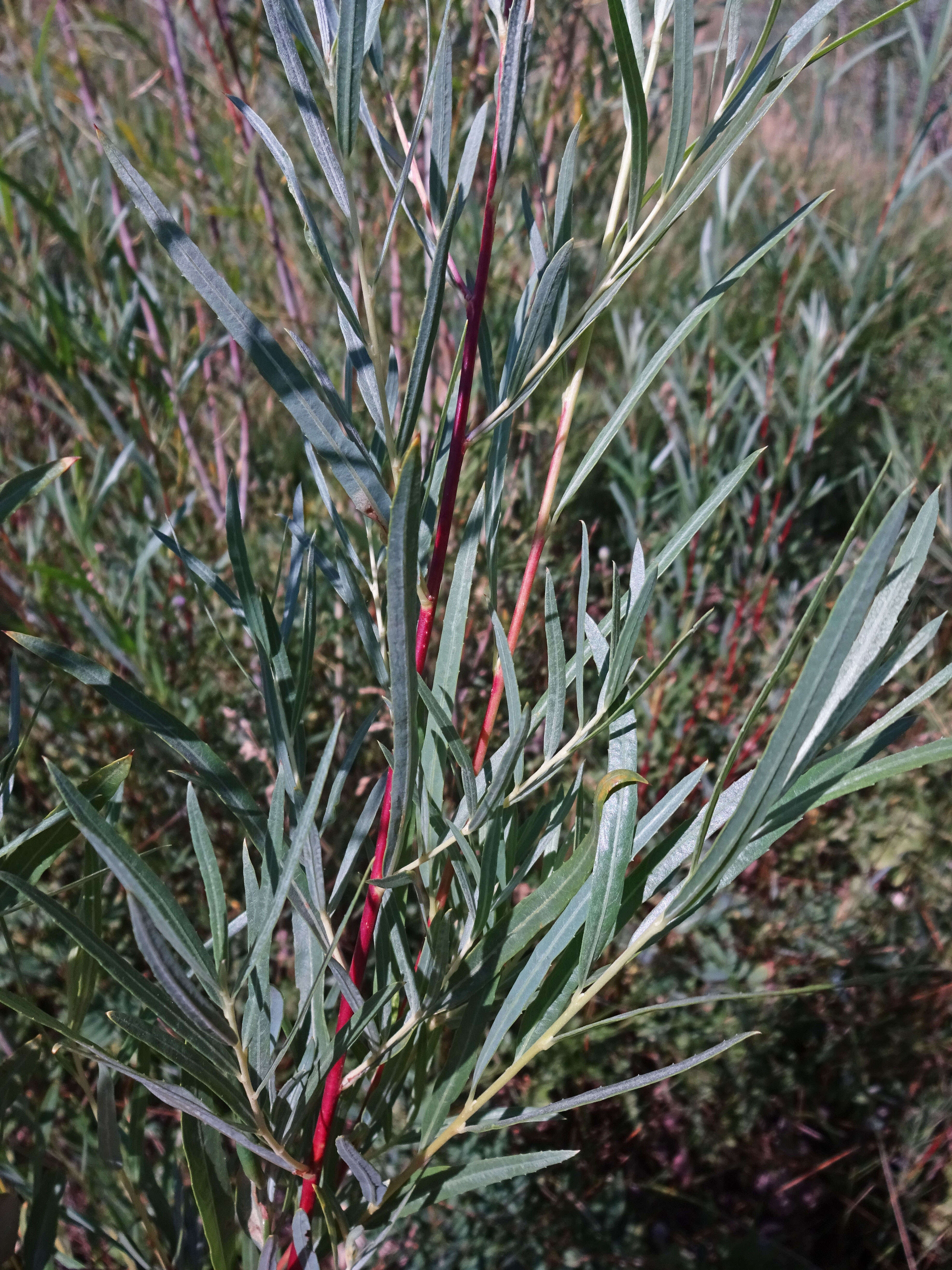 Image of narrowleaf willow