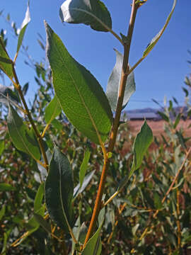 Salix boothii Dorn resmi