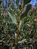 Salix boothii Dorn resmi