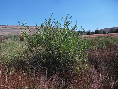 Image of Booth's willow