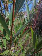 Image of peachleaf willow