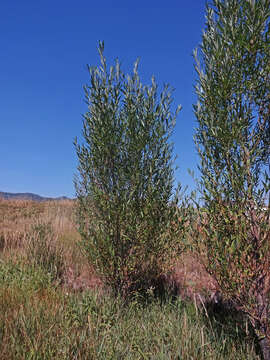 Image of peachleaf willow