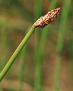 Image of Common Spike-rush