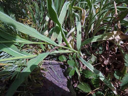 Image of Scouler's woollyweed