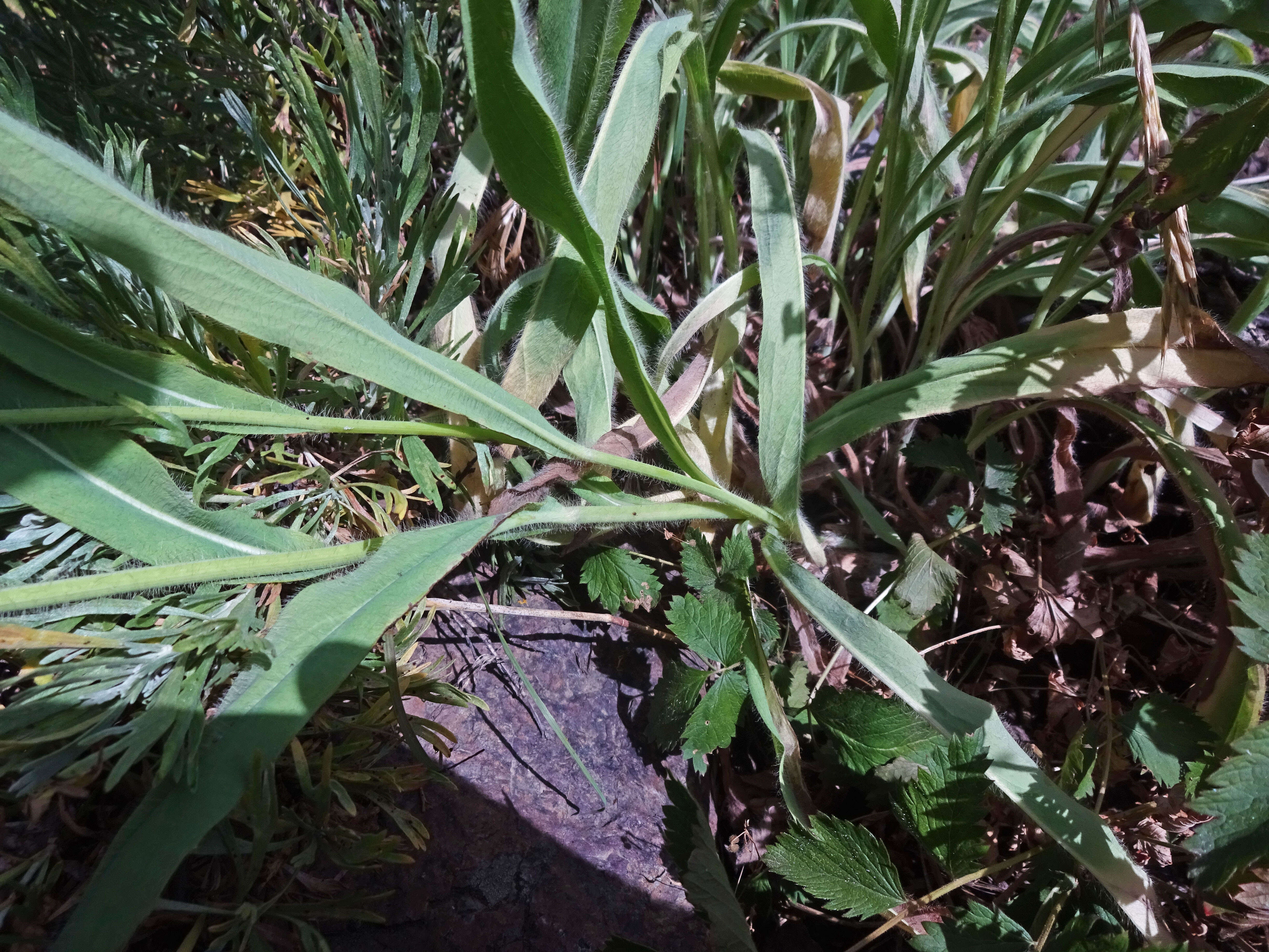 Image of Scouler's woollyweed