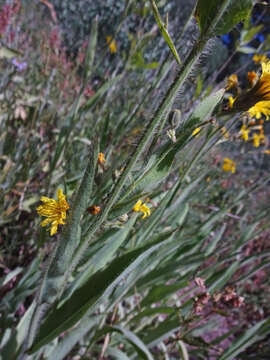 Image of Scouler's woollyweed