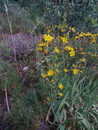 Image of Scouler's woollyweed