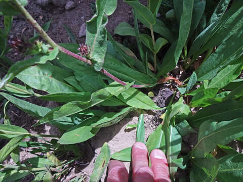 Image of thickstem aster