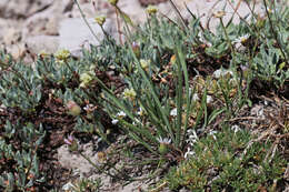 Image de Erigeron eatonii A. Gray