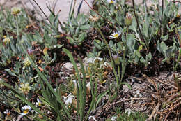 Image de Erigeron eatonii A. Gray