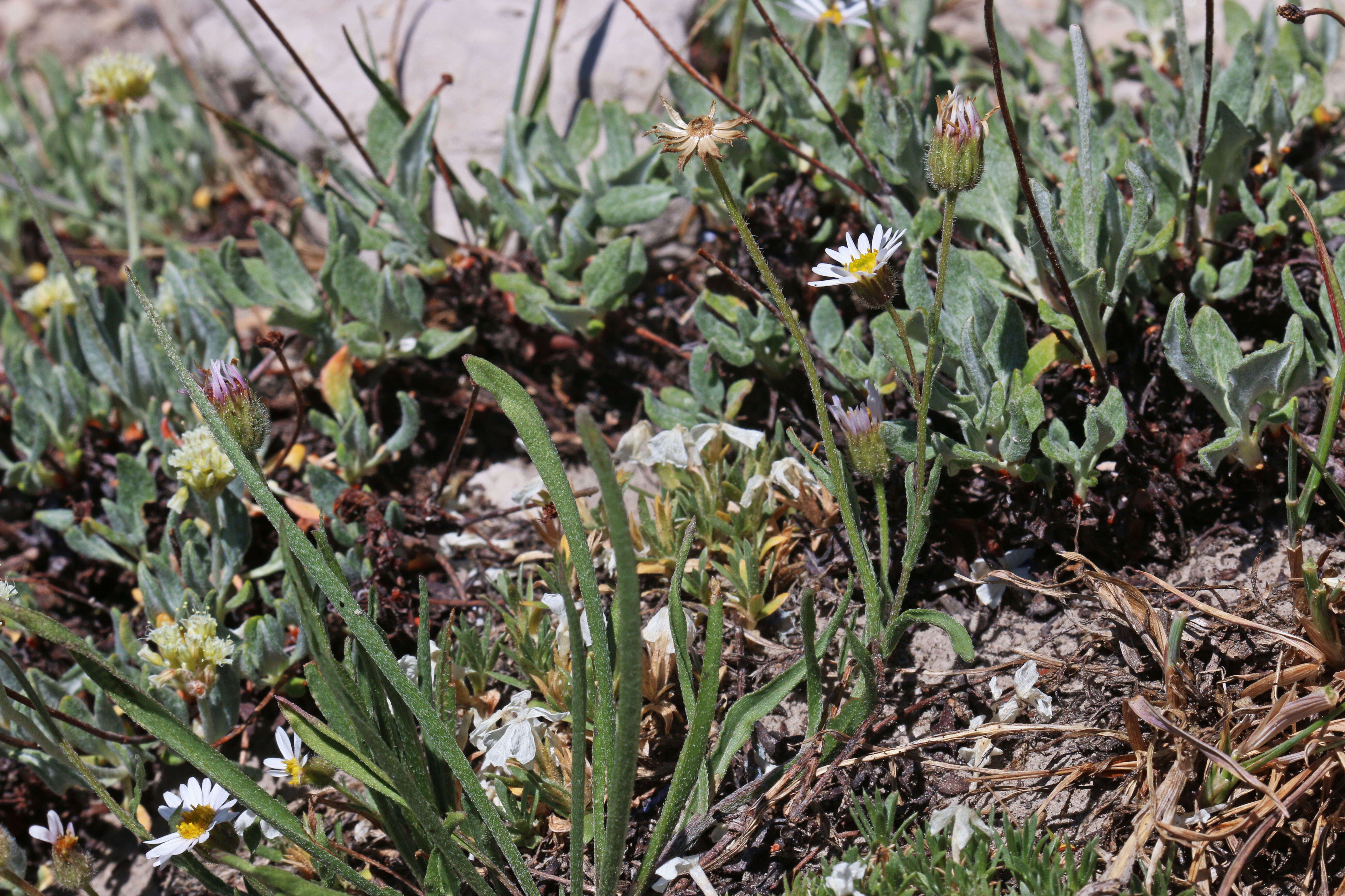 Image de Erigeron eatonii A. Gray