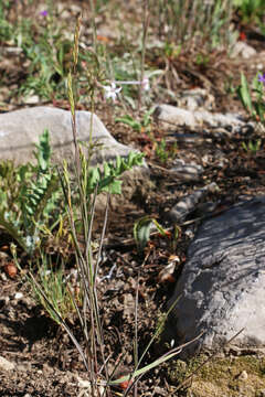 Image of Slender Wild Rye