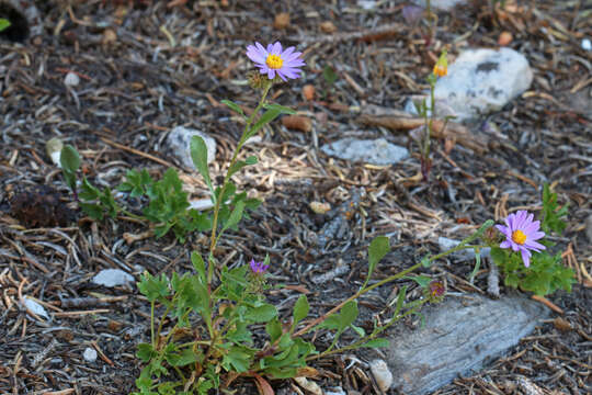 Image of Hoar False Tansy-Aster