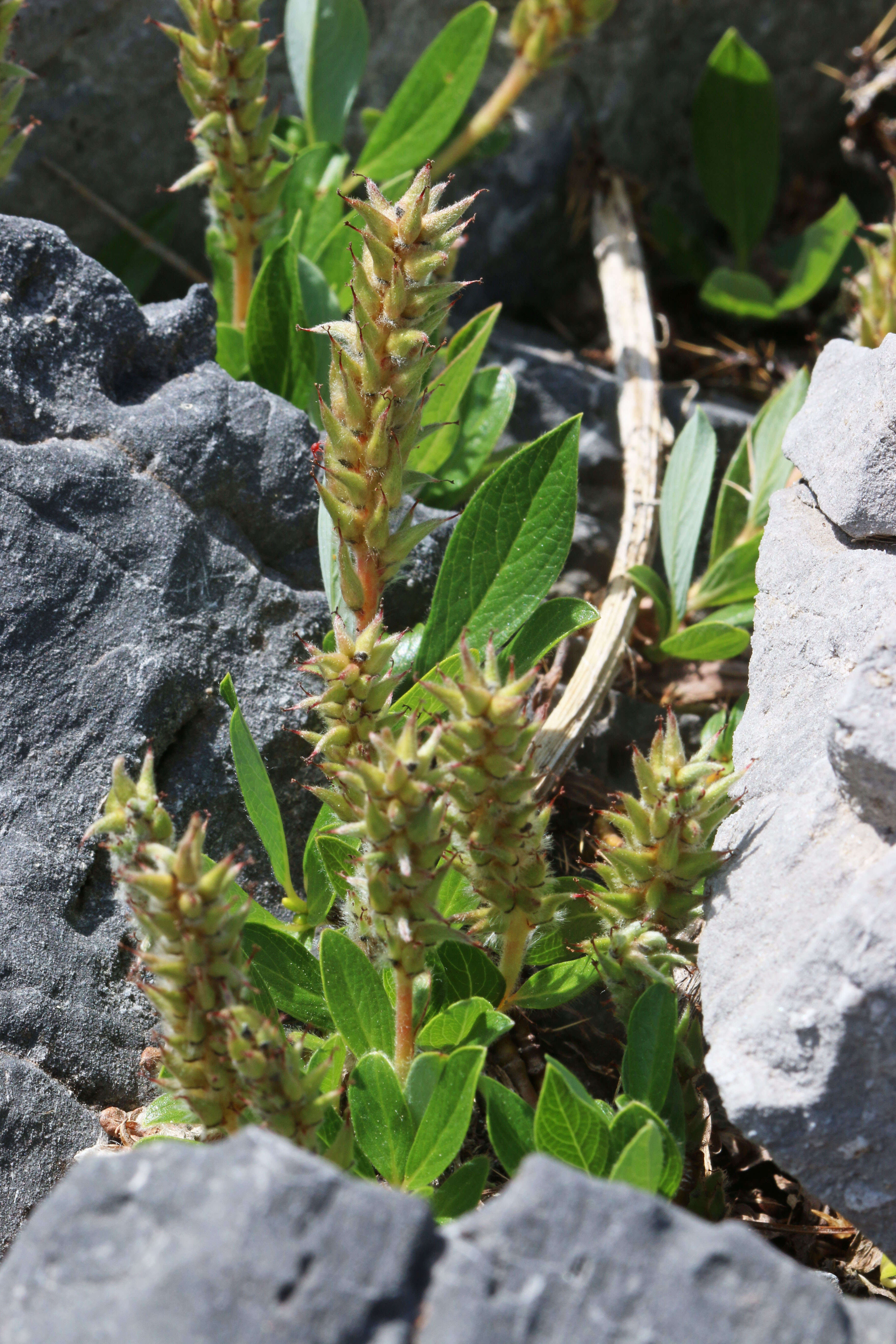 Image of arctic willow