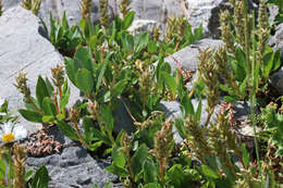 Image of arctic willow