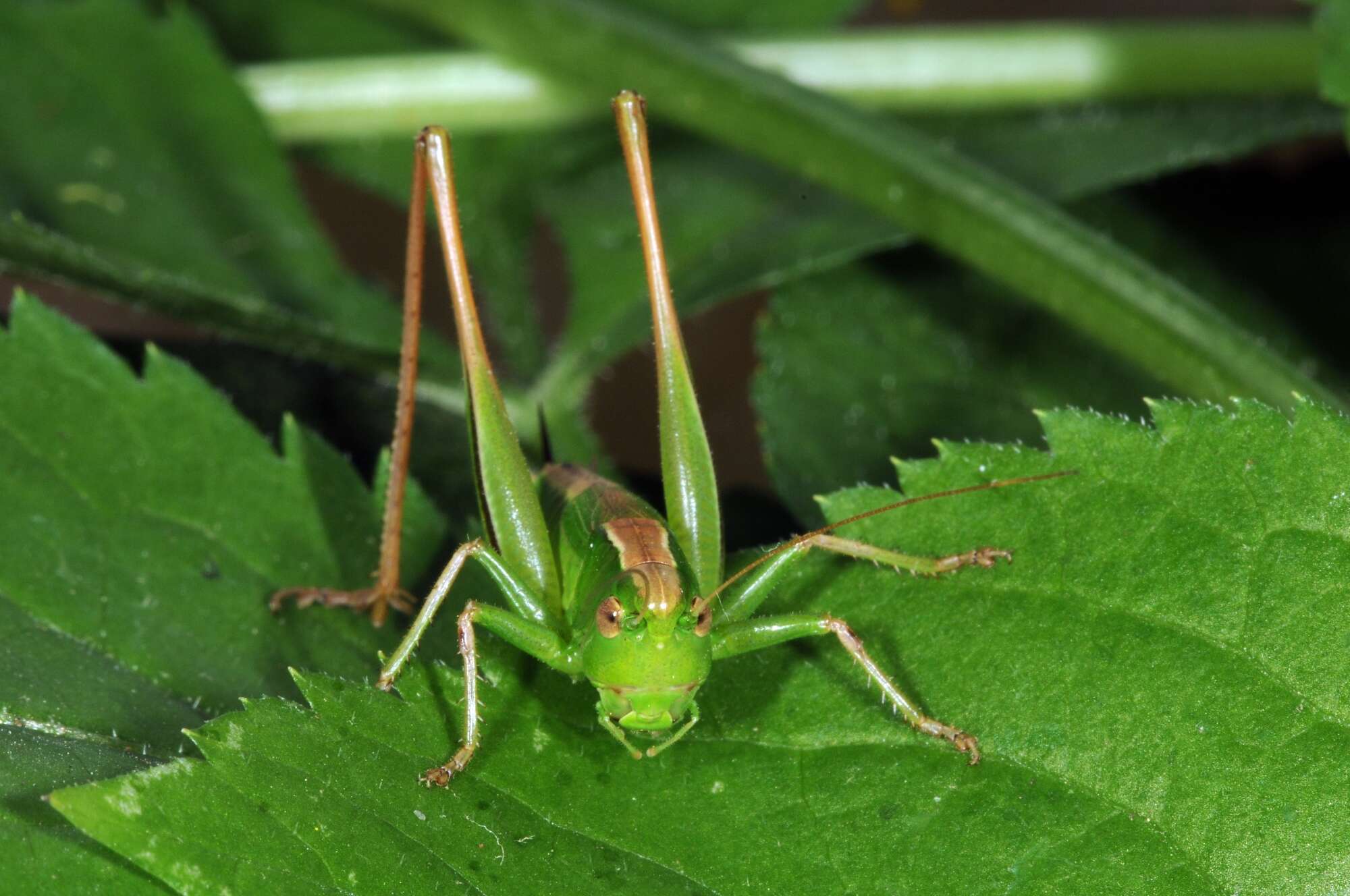 Image of Bicolorana bicolor (Philippi 1830)