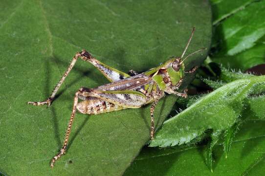 Image of Myrmeleotettix