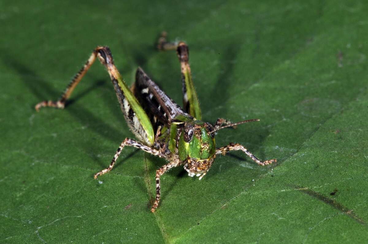 Plancia ëd Myrmeleotettix