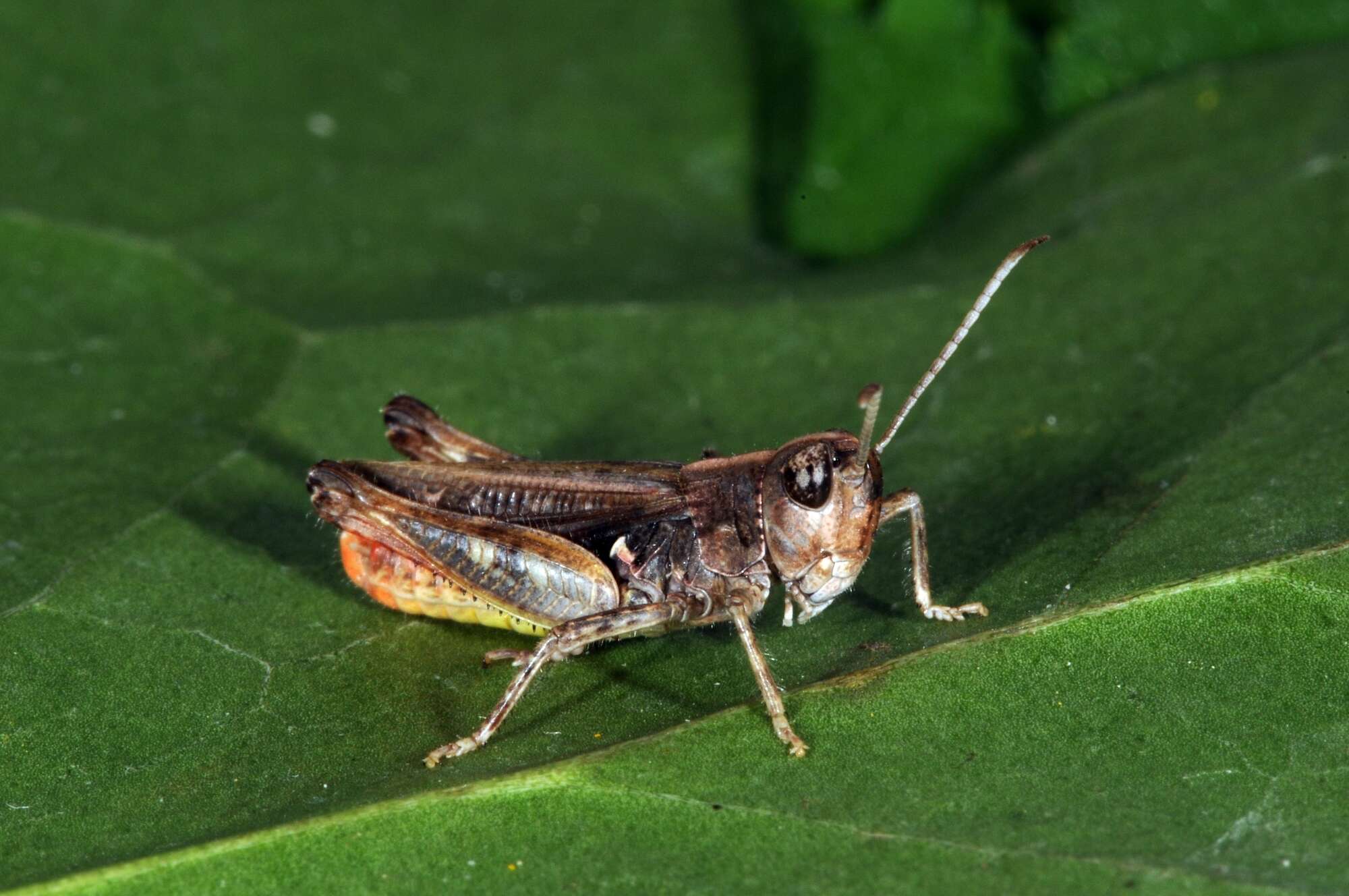 Plancia ëd Myrmeleotettix