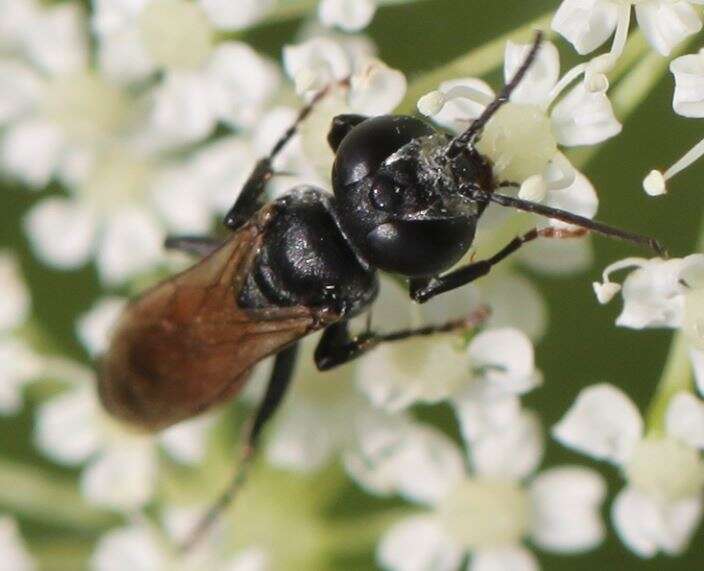 Image of Tachysphex pompiliformis (Panzer 1804)