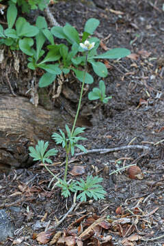 Image of Pacific anemone