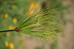 Cyperus textilis的圖片