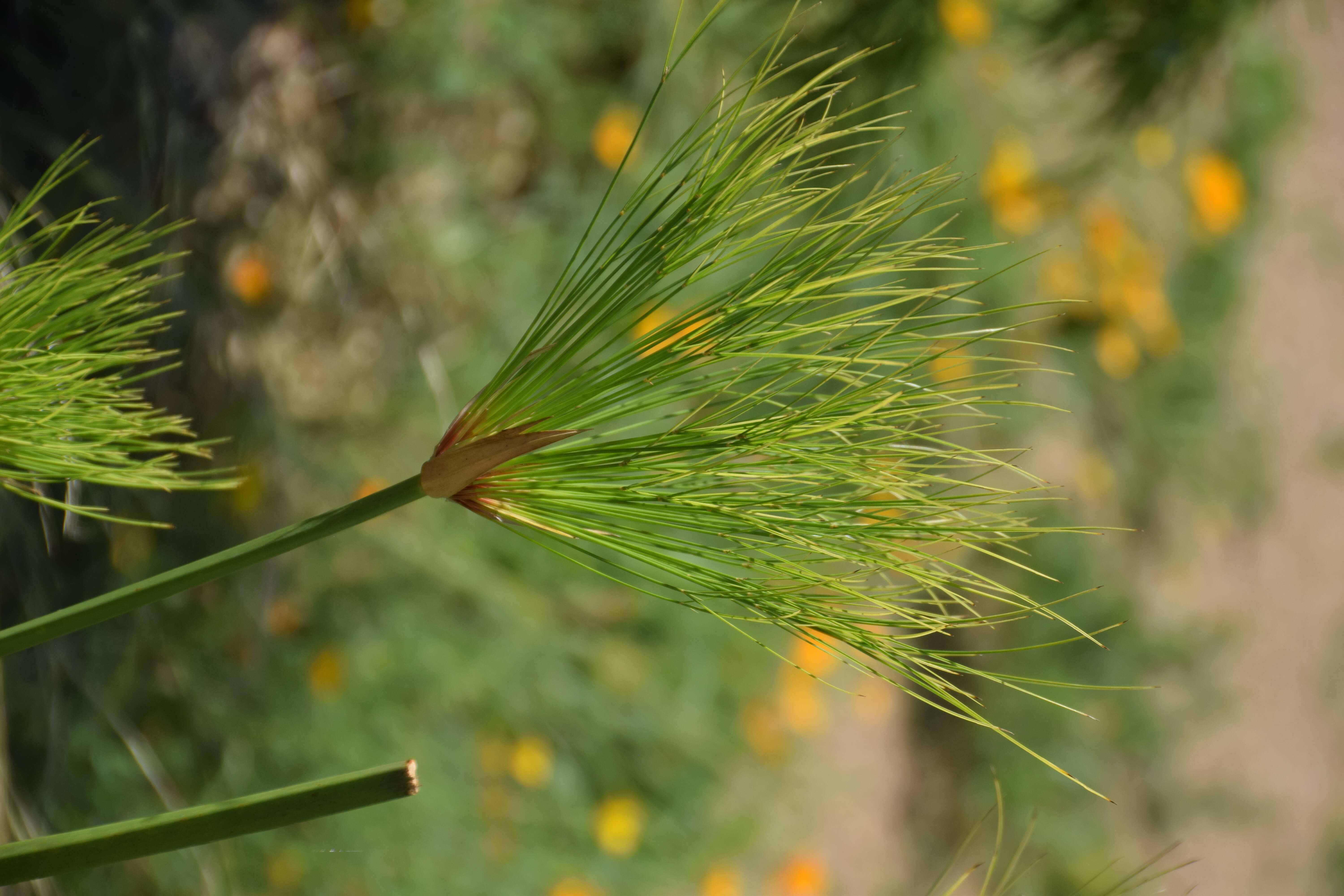 Cyperus textilis的圖片