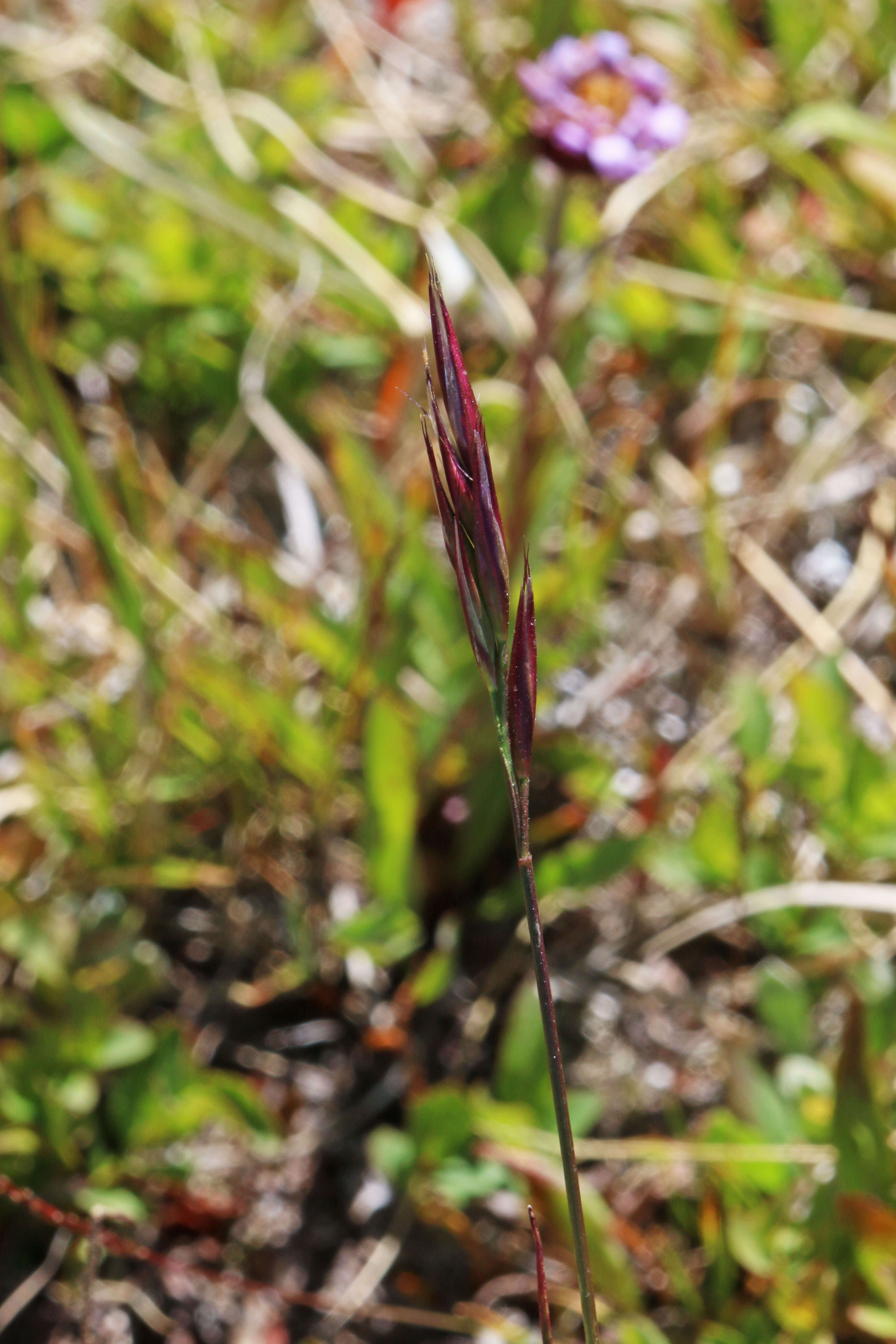 Image de Danthonia intermedia Vasey