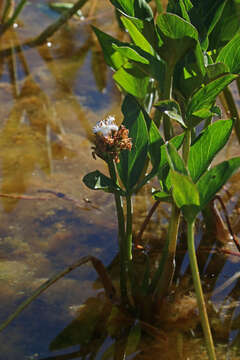 Image of bogbean