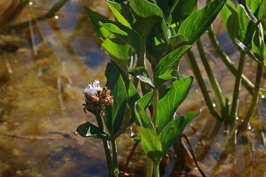 Image of bogbean