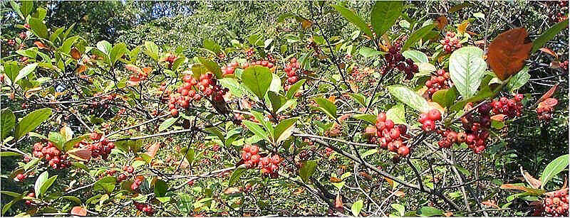 Plancia ëd Aronia arbutifolia (L.) Pers.