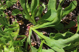 Image of Rocky Mountain goldenrod